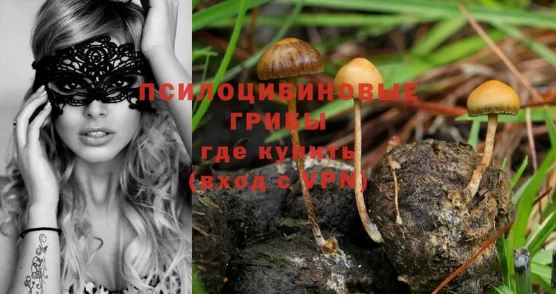 Галлюциногенные грибы Psilocybe  продажа наркотиков  Купино 